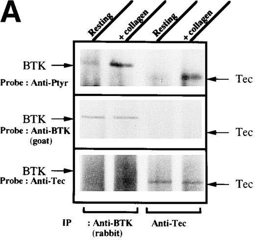 Fig. 1. Increased tyrosine phosphorylation of Btk and Tec in collagen-stimulated platelets. / (A) Aliquots of platelets were treated with 50 μg/mL of either collagen or buffer for 5 minutes, then were lysed in detergent buffer as described in “Materials and methods.” Btk or Tec was purified from the soluble extracts by immunoprecipitation, and the denatured samples were divided into 3 equal aliquots. Replicate pairs of the samples (without or with collagen treatment) were separated by 7.5%-15% SDS-PAGE, transferred to a nitrocellulose membrane, then immunoblotted with either 4G10 total phosphotyrosine antibody (top panel), anti-Btk antibody (middle panel), or anti-Tec antibody (bottom panel). (B) Platelets were treated with 50 μg/mL of either collagen or buffer for 10 minutes or less. Btk was purified from the soluble extracts by immunoprecipitation, as described above, then immunoblotted with either 4G10 total phosphotyrosine antibody (top panel) or anti-Btk antibody (bottom panel). (C) Platelets were incubated in nominally Ca++– and Mg2+–free modified Hepes-Tyrode buffer and treated with 50 μg/mL of either collagen or buffer for 5 minutes, followed by the addition of 10 mmol/L EDTA. Btk was purified from the soluble extracts by immunoprecipitation as described above, then immunoblotted with either 4G10 total phosphotyrosine antibody (top panel) or anti-Btk antibody (bottom panel). (D) Aliquots of platelets, as described in (C), were treated with 50 μg/mL of either collagen or buffer for 0 to 10 minutes following the addition of 10 mmol/L EDTA. Tec was purified from the soluble extracts by immunoprecipitation as described above and immunoblotted with either 4G10 total phosphotyrosine antibody (top panel) or anti-Tec antibody (bottom panel).