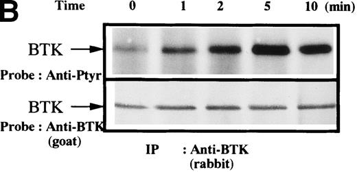 Fig. 1. Increased tyrosine phosphorylation of Btk and Tec in collagen-stimulated platelets. / (A) Aliquots of platelets were treated with 50 μg/mL of either collagen or buffer for 5 minutes, then were lysed in detergent buffer as described in “Materials and methods.” Btk or Tec was purified from the soluble extracts by immunoprecipitation, and the denatured samples were divided into 3 equal aliquots. Replicate pairs of the samples (without or with collagen treatment) were separated by 7.5%-15% SDS-PAGE, transferred to a nitrocellulose membrane, then immunoblotted with either 4G10 total phosphotyrosine antibody (top panel), anti-Btk antibody (middle panel), or anti-Tec antibody (bottom panel). (B) Platelets were treated with 50 μg/mL of either collagen or buffer for 10 minutes or less. Btk was purified from the soluble extracts by immunoprecipitation, as described above, then immunoblotted with either 4G10 total phosphotyrosine antibody (top panel) or anti-Btk antibody (bottom panel). (C) Platelets were incubated in nominally Ca++– and Mg2+–free modified Hepes-Tyrode buffer and treated with 50 μg/mL of either collagen or buffer for 5 minutes, followed by the addition of 10 mmol/L EDTA. Btk was purified from the soluble extracts by immunoprecipitation as described above, then immunoblotted with either 4G10 total phosphotyrosine antibody (top panel) or anti-Btk antibody (bottom panel). (D) Aliquots of platelets, as described in (C), were treated with 50 μg/mL of either collagen or buffer for 0 to 10 minutes following the addition of 10 mmol/L EDTA. Tec was purified from the soluble extracts by immunoprecipitation as described above and immunoblotted with either 4G10 total phosphotyrosine antibody (top panel) or anti-Tec antibody (bottom panel).