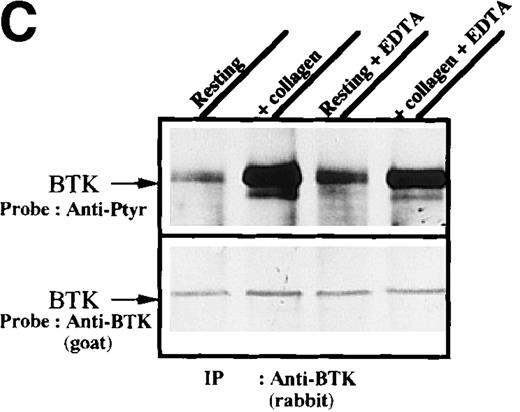 Fig. 1. Increased tyrosine phosphorylation of Btk and Tec in collagen-stimulated platelets. / (A) Aliquots of platelets were treated with 50 μg/mL of either collagen or buffer for 5 minutes, then were lysed in detergent buffer as described in “Materials and methods.” Btk or Tec was purified from the soluble extracts by immunoprecipitation, and the denatured samples were divided into 3 equal aliquots. Replicate pairs of the samples (without or with collagen treatment) were separated by 7.5%-15% SDS-PAGE, transferred to a nitrocellulose membrane, then immunoblotted with either 4G10 total phosphotyrosine antibody (top panel), anti-Btk antibody (middle panel), or anti-Tec antibody (bottom panel). (B) Platelets were treated with 50 μg/mL of either collagen or buffer for 10 minutes or less. Btk was purified from the soluble extracts by immunoprecipitation, as described above, then immunoblotted with either 4G10 total phosphotyrosine antibody (top panel) or anti-Btk antibody (bottom panel). (C) Platelets were incubated in nominally Ca++– and Mg2+–free modified Hepes-Tyrode buffer and treated with 50 μg/mL of either collagen or buffer for 5 minutes, followed by the addition of 10 mmol/L EDTA. Btk was purified from the soluble extracts by immunoprecipitation as described above, then immunoblotted with either 4G10 total phosphotyrosine antibody (top panel) or anti-Btk antibody (bottom panel). (D) Aliquots of platelets, as described in (C), were treated with 50 μg/mL of either collagen or buffer for 0 to 10 minutes following the addition of 10 mmol/L EDTA. Tec was purified from the soluble extracts by immunoprecipitation as described above and immunoblotted with either 4G10 total phosphotyrosine antibody (top panel) or anti-Tec antibody (bottom panel).
