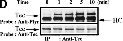 Fig. 1. Increased tyrosine phosphorylation of Btk and Tec in collagen-stimulated platelets. / (A) Aliquots of platelets were treated with 50 μg/mL of either collagen or buffer for 5 minutes, then were lysed in detergent buffer as described in “Materials and methods.” Btk or Tec was purified from the soluble extracts by immunoprecipitation, and the denatured samples were divided into 3 equal aliquots. Replicate pairs of the samples (without or with collagen treatment) were separated by 7.5%-15% SDS-PAGE, transferred to a nitrocellulose membrane, then immunoblotted with either 4G10 total phosphotyrosine antibody (top panel), anti-Btk antibody (middle panel), or anti-Tec antibody (bottom panel). (B) Platelets were treated with 50 μg/mL of either collagen or buffer for 10 minutes or less. Btk was purified from the soluble extracts by immunoprecipitation, as described above, then immunoblotted with either 4G10 total phosphotyrosine antibody (top panel) or anti-Btk antibody (bottom panel). (C) Platelets were incubated in nominally Ca++– and Mg2+–free modified Hepes-Tyrode buffer and treated with 50 μg/mL of either collagen or buffer for 5 minutes, followed by the addition of 10 mmol/L EDTA. Btk was purified from the soluble extracts by immunoprecipitation as described above, then immunoblotted with either 4G10 total phosphotyrosine antibody (top panel) or anti-Btk antibody (bottom panel). (D) Aliquots of platelets, as described in (C), were treated with 50 μg/mL of either collagen or buffer for 0 to 10 minutes following the addition of 10 mmol/L EDTA. Tec was purified from the soluble extracts by immunoprecipitation as described above and immunoblotted with either 4G10 total phosphotyrosine antibody (top panel) or anti-Tec antibody (bottom panel).