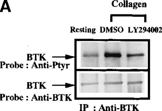 Fig. 3. Influence of PI 3-kinase activity on Btk and Tec phosphorylation. / Aliquots of platelets were treated with 0.1% DMSO (vehicle for LY294002) or 50 μmol/L LY294002 for 10 minutes. Then 50 μg/mL collagen was added for 5 minutes, as indicated. (A) Btk or (B) Tec were purified from the soluble extracts by immunoprecipitation as described above. The proteins were analyzed by immunoblot with 4G10 total antiphosphotyrosine (top panels) and anti-Btk or anti-Tec antibody (bottom panels). Collagen-stimulated Btk phosphorylation and coprecipitation of phosphoproteins was inhibited by low-dose (5 μmol/L) LY294 002, (C) 10 nmol/L wortmannin, and (D) 100 nmol/L wortmannin. MgCl2 was added to the platelet extracts in (C) and (D).