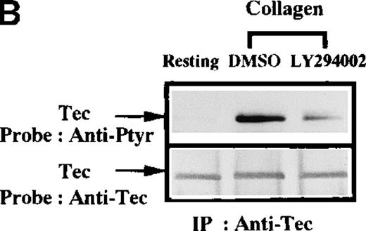 Fig. 3. Influence of PI 3-kinase activity on Btk and Tec phosphorylation. / Aliquots of platelets were treated with 0.1% DMSO (vehicle for LY294002) or 50 μmol/L LY294002 for 10 minutes. Then 50 μg/mL collagen was added for 5 minutes, as indicated. (A) Btk or (B) Tec were purified from the soluble extracts by immunoprecipitation as described above. The proteins were analyzed by immunoblot with 4G10 total antiphosphotyrosine (top panels) and anti-Btk or anti-Tec antibody (bottom panels). Collagen-stimulated Btk phosphorylation and coprecipitation of phosphoproteins was inhibited by low-dose (5 μmol/L) LY294 002, (C) 10 nmol/L wortmannin, and (D) 100 nmol/L wortmannin. MgCl2 was added to the platelet extracts in (C) and (D).
