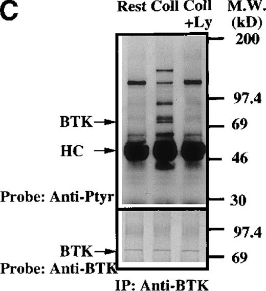 Fig. 3. Influence of PI 3-kinase activity on Btk and Tec phosphorylation. / Aliquots of platelets were treated with 0.1% DMSO (vehicle for LY294002) or 50 μmol/L LY294002 for 10 minutes. Then 50 μg/mL collagen was added for 5 minutes, as indicated. (A) Btk or (B) Tec were purified from the soluble extracts by immunoprecipitation as described above. The proteins were analyzed by immunoblot with 4G10 total antiphosphotyrosine (top panels) and anti-Btk or anti-Tec antibody (bottom panels). Collagen-stimulated Btk phosphorylation and coprecipitation of phosphoproteins was inhibited by low-dose (5 μmol/L) LY294 002, (C) 10 nmol/L wortmannin, and (D) 100 nmol/L wortmannin. MgCl2 was added to the platelet extracts in (C) and (D).