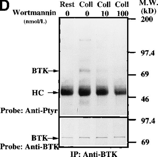 Fig. 3. Influence of PI 3-kinase activity on Btk and Tec phosphorylation. / Aliquots of platelets were treated with 0.1% DMSO (vehicle for LY294002) or 50 μmol/L LY294002 for 10 minutes. Then 50 μg/mL collagen was added for 5 minutes, as indicated. (A) Btk or (B) Tec were purified from the soluble extracts by immunoprecipitation as described above. The proteins were analyzed by immunoblot with 4G10 total antiphosphotyrosine (top panels) and anti-Btk or anti-Tec antibody (bottom panels). Collagen-stimulated Btk phosphorylation and coprecipitation of phosphoproteins was inhibited by low-dose (5 μmol/L) LY294 002, (C) 10 nmol/L wortmannin, and (D) 100 nmol/L wortmannin. MgCl2 was added to the platelet extracts in (C) and (D).