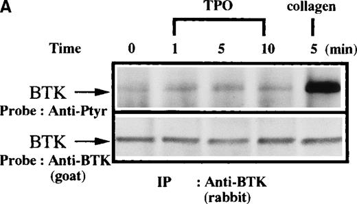 Fig. 4. Influence of TPO and thrombin on Btk phosphorylation. / Platelets were treated with 50 μg/mL collagen, (A) 100 ng/mL TPO, (B) 1 unit/mL thrombin for 0 to 10 minutes, or (C) 1 unit/mL thrombin for 0 to 5 minutes, as indicated. (A,B) Btk or (C) Tec was purified from soluble extracts by immunoprecipitation as described above and immunoblotted with either 4G10 antibody (top panels) or anti-Btk or anti-Tec antibody (bottom panels).