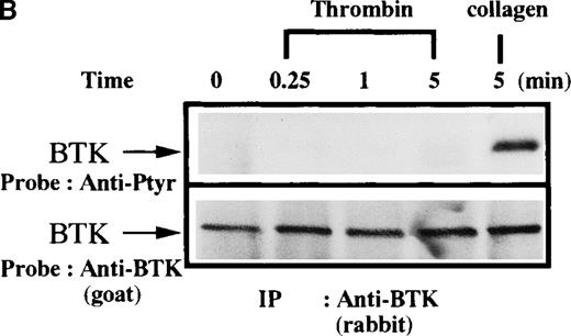 Fig. 4. Influence of TPO and thrombin on Btk phosphorylation. / Platelets were treated with 50 μg/mL collagen, (A) 100 ng/mL TPO, (B) 1 unit/mL thrombin for 0 to 10 minutes, or (C) 1 unit/mL thrombin for 0 to 5 minutes, as indicated. (A,B) Btk or (C) Tec was purified from soluble extracts by immunoprecipitation as described above and immunoblotted with either 4G10 antibody (top panels) or anti-Btk or anti-Tec antibody (bottom panels).