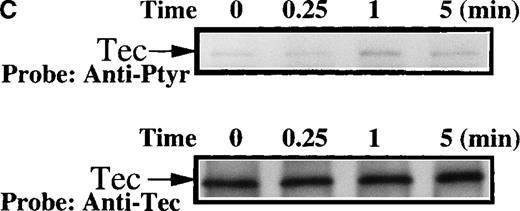 Fig. 4. Influence of TPO and thrombin on Btk phosphorylation. / Platelets were treated with 50 μg/mL collagen, (A) 100 ng/mL TPO, (B) 1 unit/mL thrombin for 0 to 10 minutes, or (C) 1 unit/mL thrombin for 0 to 5 minutes, as indicated. (A,B) Btk or (C) Tec was purified from soluble extracts by immunoprecipitation as described above and immunoblotted with either 4G10 antibody (top panels) or anti-Btk or anti-Tec antibody (bottom panels).