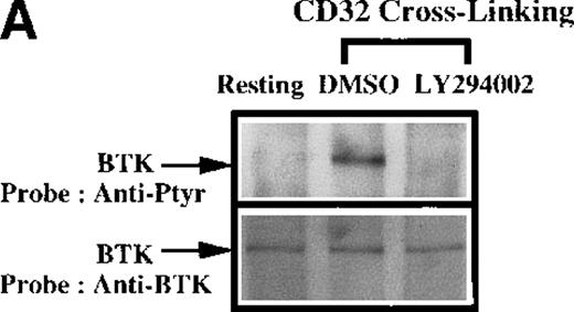 Fig. 5. Influence of CD32 cross-linking on Btk and Tec phosphorylation modulated by PI 3-kinase. / Platelets were incubated with 0.1% DMSO (vehicle for LY294002) or 50 μmol/L LY294002 for 10 minutes. We added 3 μg/mL anti-CD32 for 10 minutes, followed by 30 μg/mL (Fab′)2 of goat antimouse IgG for 5 minutes as indicated. (A) Btk or (B) Tec was purified from the soluble extracts by immunoprecipitation as described above, then immunoblotted with 4G10 antibody (top panels) and anti-Btk or anti-Tec antibody (bottom panels).