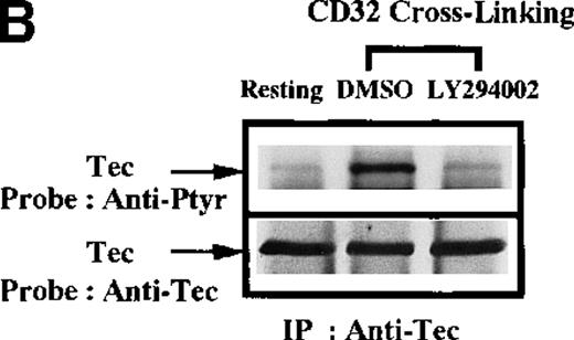 Fig. 5. Influence of CD32 cross-linking on Btk and Tec phosphorylation modulated by PI 3-kinase. / Platelets were incubated with 0.1% DMSO (vehicle for LY294002) or 50 μmol/L LY294002 for 10 minutes. We added 3 μg/mL anti-CD32 for 10 minutes, followed by 30 μg/mL (Fab′)2 of goat antimouse IgG for 5 minutes as indicated. (A) Btk or (B) Tec was purified from the soluble extracts by immunoprecipitation as described above, then immunoblotted with 4G10 antibody (top panels) and anti-Btk or anti-Tec antibody (bottom panels).