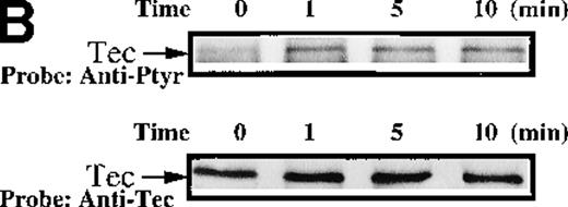Fig. 6. Analysis of platelets from XLA patients. / Soluble extracts were prepared from patient A or a normal control (3 × 106 platelets/sample) and were then subjected to immunoblot analysis with (A) Btk or Tec antiserum. Collagen-stimulated tyrosine phosphorylation of Tec was analyzed as described in the legend to Figure 1D, and analyses are given for (B) patient A and (C) patient B. Tyrosine phosphorylation of (D) WASP or (E) Slp-76 in XLA platelets prior to or after 50 μg/mL collagen treatment for 5 minutes was examined by immunoblot analysis with 4G10 antibody following immunoprecipitation (anti-WASP or anti–Slp-76, patient B). The upper and lower portions of the membrane from the (E) anti–Slp76 immunoprecipitate was immunoblotted with anti-Fyb/Slp-130 or anti–Slp-76 as indicated. Tec and WASP phosphorylation studies were also performed using platelets from patients C-G, and similar results were obtained.