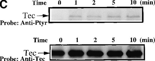 Fig. 6. Analysis of platelets from XLA patients. / Soluble extracts were prepared from patient A or a normal control (3 × 106 platelets/sample) and were then subjected to immunoblot analysis with (A) Btk or Tec antiserum. Collagen-stimulated tyrosine phosphorylation of Tec was analyzed as described in the legend to Figure 1D, and analyses are given for (B) patient A and (C) patient B. Tyrosine phosphorylation of (D) WASP or (E) Slp-76 in XLA platelets prior to or after 50 μg/mL collagen treatment for 5 minutes was examined by immunoblot analysis with 4G10 antibody following immunoprecipitation (anti-WASP or anti–Slp-76, patient B). The upper and lower portions of the membrane from the (E) anti–Slp76 immunoprecipitate was immunoblotted with anti-Fyb/Slp-130 or anti–Slp-76 as indicated. Tec and WASP phosphorylation studies were also performed using platelets from patients C-G, and similar results were obtained.