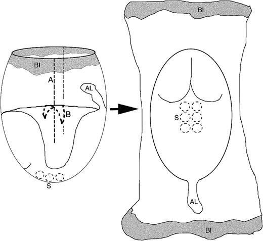 Fig. 1. Reconfiguration of mouse embryos. / Early stage mouse embryos can be reconfigured into a planar format by removing the ectoplacental cone (not shown), then cutting/tearing the extraembryonic tissue along a line perpendicular to the embryonic axis (A, dashed lines) and finally opening the amniotic sac (B, dashed crescent). These procedures allow the embryo to assume a planar orientation. Prominent features of the early embryo provided as points of reference for this protocol include the blood islands (BI), the somites (S), and the allantois (AL).