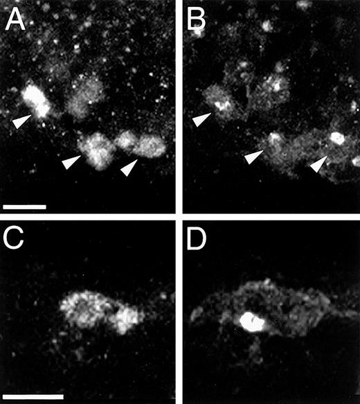 Fig. 2. Angioblasts are TAL1+/Flk1+cells. / Double immunolabeling demonstrates that endothelial cells of forming vessels (panels A and B, arrowheads) and isolated mesodermal cells (panels C and D) coexpress TAL1 and Flk1. Note the distinctive immunostaining pattern of each protein. Magnification bar: panels A and B = 20 μm, panels C and D = 10 μm.