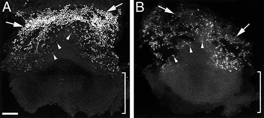 Fig. 3. Angioblasts are the precursors of endothelial cells. / At 6.5 dpc an extraembryonic population of dispersed TAL1 and Flk1 immunopositive cells (panels A and B, arrowheads) are detected in regions where vascular networks form. Extraembryonic hematopoietic stem cells are TAL1+/Flk1−—TAL1 (panel A) and Flk1 (panel B) immunofluorescence associated with the 6.5-dpc blood islands (arrows) differ in immunostaining intensity. The absence of TAL1 (panel A, bracket) and Flk1 (panel B, bracket) immunostaining in intraembryonic regions indicates that vasculogenesis in the embryo proper is not initiated prior to 6.5 dpc. Magnification bar = 100μm.
