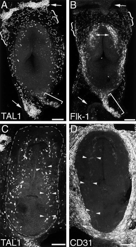 Fig. 4. Vasculogenesis in 7.0- to 7.8-dpc embryos. / TAL1 (panel A) and Flk1 (panel B) immunofluorescences are associated with extraembryonic blood islands (arrows), vascular networks (braces), and the allantois (bracket) of the 7.0- to 7.3-dpc embryo. TAL1 and Flk1 are differentially expressed by cells of the forming blood islands. At 7.0 dpc strong TAL1 (panel A, arrows) and weak Flk1 (panel B, arrows) expressions are associated with the blood islands. Intraembryonic vasculogenesis is initiated at 7.3 dpc in the primordia of the endocardium. In panel B, Flk+ mesodermal cells located cranially define the endocardial primordia (doubleheaded arrow). The dorsal aortae are first discernible at 7.6 dpc. TAL1+ cells arranged along the embryonic axis define the aortic primordia (panel C, arrowheads). PECAM expression is confined to the primordia of “larger” vessels—PECAM+ cells are detected in the 7.8-dpc aortic primordia (arrowheads); note the absence of PECAM expression in regions lateral to the aortae (compare panels C and D). Dashed lines in panel C suggest the boundary between the intraembryonic and extraembryonic regions. Magnification bar = 100 μm.