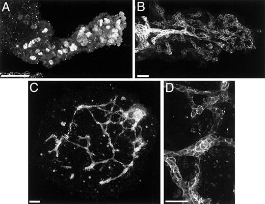 Fig. 5. Blood vessels of the allantois arise via vasculogenesis from TAL1+/Flk1+ cells (angioblasts). / In panel A, isolated TAL1+ cells populate the allantoic mesoderm at 7.5 dpc. In panel B, PECAM+ vascular networks are evident in the 8.3-dpc allantois. In panel C, explanted prevascular (7.5 dpc) allantoides cultured for 24 hours establish a PECAM+ vasculature. Panel D is a high magnification image of the vessels depicted in panel C. Magnification bars: panels A, B, and D = 50 μm; panel C = 100 μm.