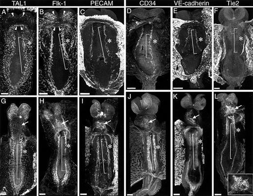 Fig. 6. Intraembryonic vasculogenesis 7.0 to 7.5 dpc. / The upper panels (A-F) show the immunofluorescence patterns of TAL1, Flk1, PECAM, CD34, VE-cadherin, and Tie2 in 8.2- to 8.3-dpc embryos; the lower panels (G-L), show expression at 8.35 to 8.5 dpc. At 8.2 to 8.3 dpc TAL1 and Flk1 immunostaining (panels A and B) is associated with the aortic primordia (bracket), the endocardial primordia (arrows), and the lateral vascular networks (asterisk). TAL1 expression is down-regulated as part of endocardiogenesis. Comparison of the immunofluorescence patterns of TAL1 (panel A) and Flk1 (panel B) at 8.2 dpc indicates that these proteins are coexpressed by cells of the endothelial lineage. At 8.5 dpc endocardial expression of TAL1 and Flk1 diverge; although Flk1 (panel H, arrow) continues to be expressed, TAL1 immunostaining (panel G, arrow) is no longer evident. PECAM, CD34, and VE-cadherin expression is restricted to the primordia of larger vessels. Comparison of PECAM, CD34, and VE-cadherin immunofluorescence (panels C-E and I-K) to that of TAL1 and Flk1 (panels A, G and B, H) shows colabeling of the aortic primordia (bracket), the endocardial primordia (arrowsheads), and the endocardium (arrow). Conspicuously absent in these embryos is colabeling in the lateral vascular networks (asterisk). Tie2 is rapidly up-regulated. At 8.2 to 8.3 dpc, Tie2 immunofluorescence is weak as compared to that of the other proteins evaluated in this study (compare panel F to panels A-E); however, by 8.5 dpc (panel L) clear Tie2 expression is associated with the aortic primordia (bracket) and the endocardium (insert). Magnification bar = 100 μm.