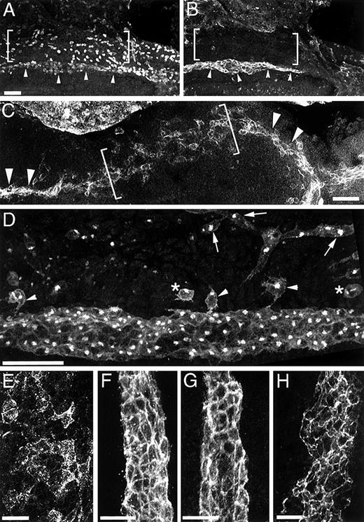 Fig. 7. Angioblasts are TAL1+/ Flk1+and PECAM− cells. / PECAM expression (panel B) is associated with the aortic endothelial cells (arrowheads) but is absent in the more lateral mesoderm (brackets), which is populated by TAL1+ cells (panel A, brackets). Aortic morphogenesis is bidirectional. In panel C, a segment of an 8.3-dpc aortae is labeled with PECAM antibodies. Labeling is most intense in the cranial and caudal regions, the more mature segments of the aortae (arrowheads), and diminishes in intensity in the network forming region (bracket). Protein expression in the lateral vascular networks distinguishes this vascular bed from others. Panel D depicts a segment of an aorta and the associated lateral mesoderm immunolabeled using Flk1 antibodies. Vessel primordia (arrows) and angioblasts (asterisks) are evident in the lateral region, a site where no PECAM, CD34, or VE-cadherin immunofluorescence was detected (see Figure 6, I-K, asterisk). Cells of the aortic primordia differ in their temporal and spatial expression of PECAM, CD34, and VE-cadherin. Panels E and F show PECAM immunofluorescence associated with the aortae of 8.2- and 8.5-dpc embryos. Panels G and H show, respectively, CD34 and VE-cadherin immunofluorescence associated with the aortae of 8.5-dpc embryos. Magnification bar = 50 μm.