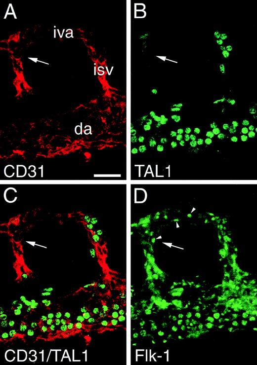 Fig. 8. TAL1 expression is down-regulated as part of vascular morphogenesis/maturation. / Panels A through D depict a segment of a 9.0-dpc aorta triple immunolabeled with TAL1, Flk1, and PECAM antibodies. In panel A, PECAM immunofluorescence is associated with endothelial cells of the dorsal aortae (da), the intersomitic vessels (isv), and the intervertebral arteries (iva). In panel B, TAL1 immunofluorescence is associated with uniformly round cells within the vessel lumen (blood cells). In panel C, a superimposition of the PECAM and TAL1 immunostaining patterns shows that endothelial cells lack detectable TAL1 expression; this is most apparent in the vessel segment indicated by the arrow. In panel D, Flk1 immunofluorescence (arrowheads) is associated with endothelial cells including those in the vessel segment indicated by the arrow. Magnification bar = 25 μm.
