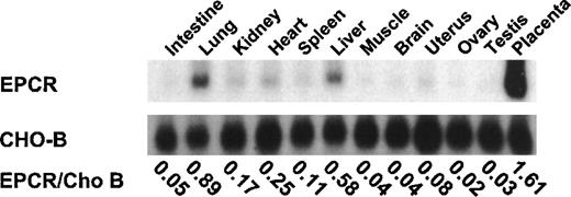 Fig. 1. Tissue distribution of rat endothelial cell protein C receptor. / Different organs from normal rats were homogenized and total RNA was extracted. Fifteen micrograms of RNA was electrophoresed, transferred to a Hybond-N membrane, and hybridized with murine endothelial cell protein C receptor (EPCR) complementary DNA (cDNA) and CHO-B cDNA probes. The ratios of EPCR to CHO-B are indicated below the blots for each organ.