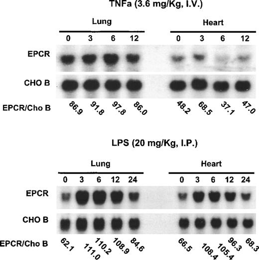 Fig. 2. Up-regulation of EPCR mRNA levels in mice by lipopolysaccharide B from Escherichia coli O127:B8 but not by TNF-. / Mice were injected intravenously with TNF-α (3.6 mg/kg of body weight) or intraperitoneally with lipopolysaccharide B from E coli O127:B8 (LPS) endotoxin (20 mg/kg). RNA was obtained from the heart and lungs at the times indicated (hours after administration of LPS or TNF-α) and analyzed by Northern blotting. The ratios of EPCR to CHO-B are indicated below the blots for each time point. The blots at the top represent the experiments with TNF-α; those at the bottom represent the experiments with endotoxin.