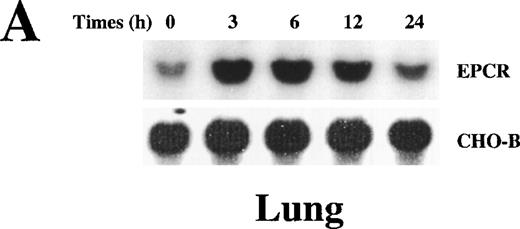 Fig. 3. Up-regulation of EPCR mRNA levels in rat lung and heart tissue by LPS administration. / Total RNA was extracted from rat lungs (A) and hearts (B) at 0, 3, 6, 12, and 24 hours after LPS injection, and Northern blot analysis was performed.