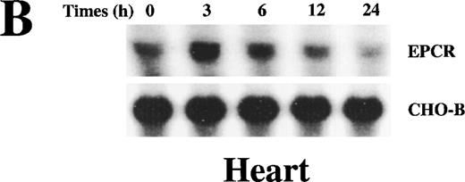 Fig. 3. Up-regulation of EPCR mRNA levels in rat lung and heart tissue by LPS administration. / Total RNA was extracted from rat lungs (A) and hearts (B) at 0, 3, 6, 12, and 24 hours after LPS injection, and Northern blot analysis was performed.