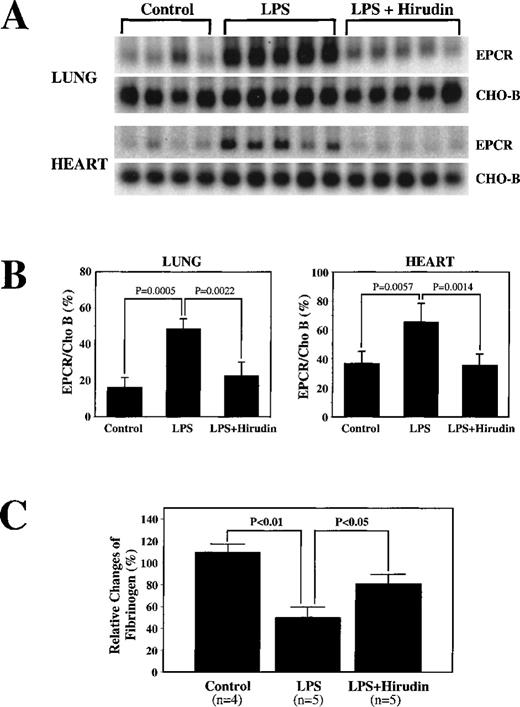 Fig. 4. Decrease by hirudin administration of LPS-mediated up-regulation of EPCR mRNA levels. / (A) Rats were surgically prepared and injected with saline (N) or LPS alone (LPS) or infused with hirudin before and after LPS injection (LPS + hirudin). Total RNA was prepared from rat lungs and hearts isolated 6 hours after LPS injection and used for Northern blot analysis. (B) Below the Northern blot is the quantitation of the change based on the ratio of the intensity of EPCR to CHO-B mRNA on the PhosphorImager. (C) Changes in fibrinogen levels in the above animals treated with LPS or LPS plus hirudin.