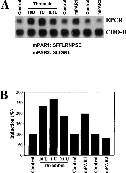 Fig. 7. Increases in EPCR mRNA levels in endothelial cells in culture by thrombin and murine protease-activated receptor 1. / Rat aortic endothelial cells were maintained in serum-free media for 24 hours and were then treated with 0.1, 1, or 10 U/mL of bovine thrombin, 10 μmol/L of murine protease-activated receptor (mPAR) 1 peptide, and 10 μmol/L of mPAR2 peptide for 6 hours. (A) Total RNA was extracted and 15 μg of the RNA was analyzed by Northern blotting and compared with CHO-B mRNA levels. (B) The changes in the mRNA levels were quantitated with a PhosphorImager on the basis of the increase in the ratio of the EPCR intensity to the CHO-B intensity.
