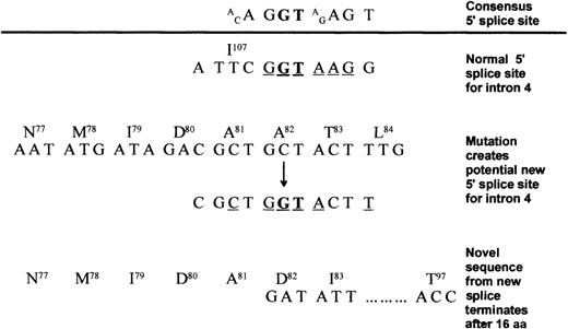 Fig. 4. Possible intron 4 splicing events as a result of the γ82 A→G substitution. / Conserved bases are underlined, and the invariant GT is in bold. The consensus 5′ splice site21 is shown above the line with the normal 5′ splice site for intron 4 shown below. γ82 A→G introduces a potential 5′ splice site by creating a new GT with 4 of the surrounding 7 bases adhering to the consensus sequence. Translation of this message would result in a truncated polypeptide ending in the novel sequence82DICRKYIIQIIKRLLT.97