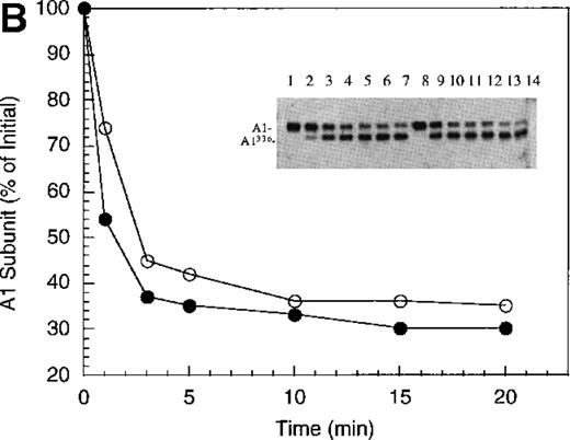 Fig. 1. Inactivation of factor VIIIa by human APC and protein S. / (A) Factor VIIIa activity was determined for reactions containing 200 nmol/L factor VIIIa alone (open squares), factor VIIIa plus 40 nmol/L APC (open circles) and factor VIIIa plus APC plus 250 nmol/L protein S (closed circles). (B) Residual A1 subunit was determined for the above reactions run in the absence (open circles) and presence (closed circles) of protein S. Curves were derived from scans of the Western blots obtained using the 58.12 anti-A1 subunit antibody. These data are shown in the inset, where lanes 1-7 and 8-14 represent time points at 0, 1, 3, 5, 10, 15, and 20 minutes after addition of APC and APC plus protein S, respectively. (C) Residual A2 subunit was determined for the above reactions run in the absence (open circles) and presence (closed circles) of protein S. Curves were derived from scans of the Western blots obtained using the R8B12 anti-A2 subunit antibody, which is shown in the inset. Lane designations are as in B. Low levels of the C-terminal derived fragment (A2c; approximately 10% total A2) were identified in the control (time = 0) lanes before addition of APC. The origin of this material is not known.