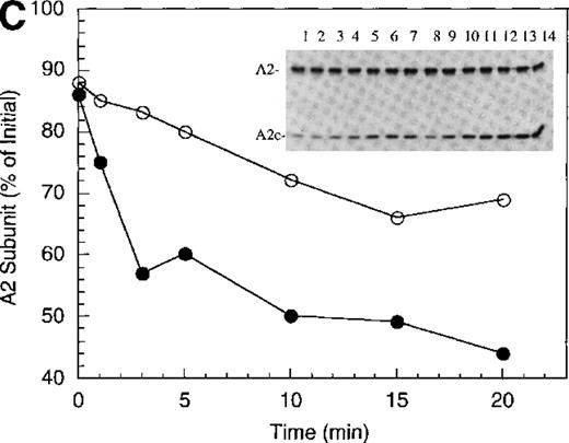 Fig. 1. Inactivation of factor VIIIa by human APC and protein S. / (A) Factor VIIIa activity was determined for reactions containing 200 nmol/L factor VIIIa alone (open squares), factor VIIIa plus 40 nmol/L APC (open circles) and factor VIIIa plus APC plus 250 nmol/L protein S (closed circles). (B) Residual A1 subunit was determined for the above reactions run in the absence (open circles) and presence (closed circles) of protein S. Curves were derived from scans of the Western blots obtained using the 58.12 anti-A1 subunit antibody. These data are shown in the inset, where lanes 1-7 and 8-14 represent time points at 0, 1, 3, 5, 10, 15, and 20 minutes after addition of APC and APC plus protein S, respectively. (C) Residual A2 subunit was determined for the above reactions run in the absence (open circles) and presence (closed circles) of protein S. Curves were derived from scans of the Western blots obtained using the R8B12 anti-A2 subunit antibody, which is shown in the inset. Lane designations are as in B. Low levels of the C-terminal derived fragment (A2c; approximately 10% total A2) were identified in the control (time = 0) lanes before addition of APC. The origin of this material is not known.