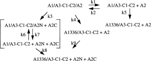 Fig. 5. APC-catalyzed and nonproteolytic schemes for factor VIIIa decay. / Heterotrimeric factor VIIIa is represented as A1/A3-C1-C2/A2. A1336 and A2N + A2C represent fragments derived from cleavage of A1 and A2 subunits, respectively. Fragment A2N possesses an A1-interactive site.36 Constants k1 and k2 represent the dissociation and association rate constants, respectively, for reversible interaction of factor VIIIa and A1/A3-C1-C2 dimer plus A2 subunit. Constants k3 and k4 represent initial rate constants for cleavage of factor VIIIa at Arg562 and Arg336, respectively. Constants k5 and k8 represent rate constants for cleavage of A1/A3-C1-C2 to A1336/A3-C1-C2 and are likely equivalent to k4. Constants k6 and k7 represent the association and dissociation rate constants for interaction of fragment A2N with A1/A3-C1-C2 and may be similar to k2 and k1, respectively. Constant k9, the rate constant for cleavage of free A2 by APC, is negligible.13