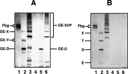 Fig. 1. SDS-PAGE analysis of immunoprecipitate. / SDS-PAGE analysis was performed under nonreducing conditions for fibrinogen and GE and plasmic digests of fibrinogen and cross-linked fibrin immunoprecipitated with IF-123–conjugated Sepharose 4B. (A) GE digests. (B) Plasmic digests. In both panels, lanes 1 to 3 represent the applied samples and lanes 4 to 6 the bound proteins to the gels. Lanes 1 and 4, fibrinogen; lanes 2 and 5, fibrinogen digests; and lanes 3 and 6, cross-linked fibrin digests.