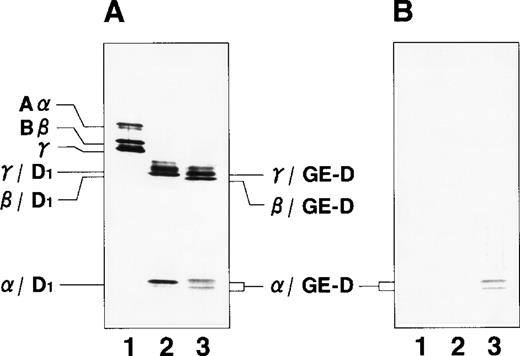 Fig. 2. Immunoblot analyses. / Immunoblot analyses were run under reducing conditions for fibrinogen and its plasmic and GE-digests with an antihuman fibrinogen rabbit antibody (A) and IF-123 (B). Lane 1, fibrinogen; lane 2, plasmic fragment D1; and lane 3, GE-D.