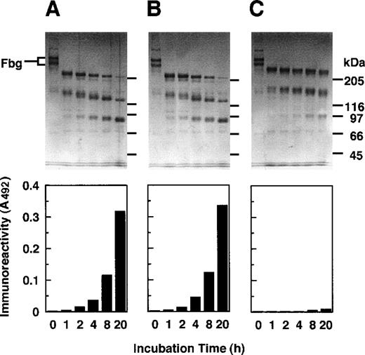 Fig. 6. GE-induced epitope expression. / Digestion of fibrinogen was performed by proteases released from the activated granulocytes as analyzed by SDS-PAGE (upper panels) and concomitant appearance of the epitope for IF-123 by a sandwich ELISA (lower panels). (A) Control without prior treatment of the proteases with any inhibitors. (B) Prior treatment with Z-Gly-Leu-Phe-CH2Cl, a specific inhibitor to cathepsin G, TPCK, and TLCK. (C) Prior treatment with MeO-Suc-Ala-Ala-Pro-Val-CH2Cl, a specific inhibitor to GE.