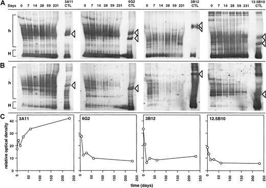 Fig. 5. Kinetics of representation of HIV-specific and heterologous CTL clones in patient 0407 following treatment of primary HIV infection with HAART. / Sequential cDNA samples from patient 0407 were amplified with the use of cognate TCRBV-specific primers, and fractionated on HMA gels, with cDNAs derived from CTL clones used as controls. These were probed with (A) sense and antisense carrier-specific and (B) clonotype-specific probes, as described in “Materials and methods.” Homoduplex (H) and heteroduplex (h) regions are shown. Heterocomplexes corresponding to specific clonotypes are indicated by arrows. (C) Computerized densitometric analysis of the HMA autoradiograms shown in panel B. The y-axis corresponds to the area under the densitometric profile measured over the heteroduplex region (h) shown in panel B.