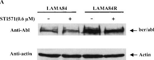Fig. 4. Expression, phosphorylation status, and enzymatic activity of bcr/abl in LAMA84 and LAMA84R cells. / (A) The expression of endogenous bcr/abl and actin in extracts of LAMA84 and LAMA84R cells treated with 0.6 μM of STI571 or left untreated (control) was determined by Western blot analysis using the monoclonal anti-abl and the polyclonal anti-actin antibodies, as described in “Materials and Methods.” (B) The bcr/ablphosphorylation status in LAMA84 and LAMA84R cell lysates treated with 1, 3, and 10 μM of STI571 or left untreated (control) was examined by immunoblotting using the monoclonal anti-phospho tyrosine antibody, as mentioned in “Materials and Methods.” The level of actin expression in the same lysates was detected as described above. (C) Immunocomplex kinase assay of bcr/abl in LAMA84 and LAMA84R. Cell lysates from both cell lines were immunoprecipitated with an anti-Abl antibody. The immunoprecipitates were left untreated (control) or treated with 3 μM STI571 and then subjected to an in vitro kinase assay as described under “Materials and Methods.” The upper panel shows the bcr/abl autophosphorylation level. The bcr/abl kinase activity was determined as GST (negative control) and GST-CH1 Shc phosphorylation (middle panel). Total cell lysates were subjected to Western blot analysis using anti-actin antibody to demonstrate equal protein levels in the samples analyzed (lower panel).