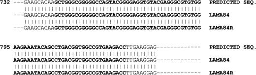 Fig. 5. Sequence alignment of the bcr/abl ATP-binding domain. / The predicted nucleotidic sequence of the ATP-binding domain ofbcr/abl (Gene Bank accession number: M14752) was aligned with the corresponding sequences obtained from the LAMA84 and LAMA84Rbcr/abl cDNAs. The ATP-binding domain is indicated in bold, and the numbers on the left refer to the position of the codon relative to the initiator ATG.