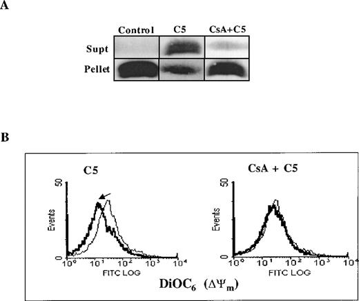 Fig. 3. C5-triggered Cyt C release and drop in mitochondrial ▵ψm is dependent on opening of the MPT pore. / (A) 0.5 mg purified rat liver mitochondria was exposed to 150 μg/mL C5 in the presence or absence of CsA (10 μmol/L) for 30 minutes at 30°C. Mitochondria were then pelleted, and supernatants were subjected to SDS-PAGE and Western blot analysis for Cyt C, as described in “Materials and methods.” (B) Mitochondria were treated with C5 in the presence or absence of CsA as above and stained with membrane potential-sensitive dye DiOC6 (40 nmol/L) at 37°C for 30 minutes, washed, and analyzed by flow cytometry for Δψm.