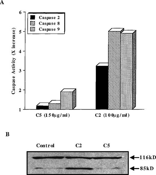 Fig. 5. C5 does not activate caspase 8, 2, or 9. / (A) HL60 cells were treated with 150 μg/mL C5 or 100 μg/mL C2 for 12 hours, and lysates were analyzed for caspase 8, 2, or 9 activation by fluorometric assays designed to detect cleavage of the AFC-conjugated specific substrate (IETD-AFC for caspase 8, VDVAD-AFC for caspase 2, and LEHD-AFC for caspase 9), as described in “Materials and methods.” Caspase activity is expressed as fold increase (x increase) over the activity obtained in untreated cells, shown here as 1 × . (B) Lysates obtained from C5- and C2-treated HL60 cells were also analyzed by SDS-PAGE and Western blotting for cleavage of PARP (85-kd fragment) using a monoclonal anti-PARP antibody.