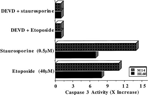 Fig. 6. Caspase 3 expression is not deficient in HL60 and M14 cells. / Caspase 3 activity was measured (as described above) in lysates prepared from 2 × 106 cells from each cell line after incubation for 8 hours with etoposide (40 μmol/L) or staurosporine (0.5 μmol/L) in the presence or absence of caspase 3-specific inhibitor DEVD-CH) (1 μmol/L). Data are shown as fold increase (x increase) in activity over the untreated cells and are representative of at least 3 independent experiments.
