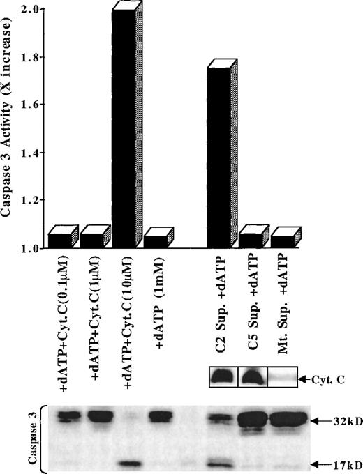 Fig. 7. C5-treated mitochondrial supernatant does not induce caspase 3 activation in cell-free system of apoptosis. / Cytosolic extract (150 μg) from HL60 cells were incubated for 6 hours at 30°C in the presence of 1 mmol/L dATP with supernatants derived from purified mitochondria after treatment with buffer (Mt Sup), 150 μg C5 (C5 Sup.), or 100 μg C2 (C2 Sup.). Alternatively, cytosolic extracts (150 μg) were incubated with 0.1 μmol/L to 10 μmol/L Cyt C. Caspase 3 activation was assessed in the cytosols by the fluorometric assay (x increase) and by Western blot analysis of active caspase 3 (17 kd), as described in “Materials and methods.” Supernatants from C5- and C2-treated mitochondria were also analyzed for the presence of Cyt C by Western blotting using a monoclonal anti-Cyt C antibody.