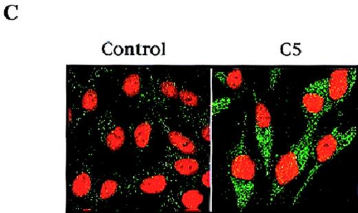 Fig. 1. (A) C5 induces a drop in ▵ψm of HL60 cells. / HL60 (1 × 106 cells/mL) were exposed to 150 μg/mL C5 for 8 hours and loaded with membrane-sensitive probe (40 nmol/L) at 37°C for 30 minutes, washed, and analyzed by flow cytometry, as described in “Materials and methods.” (B) C5 triggered cytosolic translocation of mitochondrial Cyt C in HL60 cells. HL60 (30 × 106 cells) were treated with 50-150 μg/mL C5 for 18 hours, and cytosolic fractions were subjected to SDS-PAGE electrophoresis, transferred to polyvinylidene difluoride membrane, and subjected to Western blot analysis for Cyt C, as described in “Materials and methods.” (C) M14 cells (1 × 103) were grown on coverslips and treated with 150 μg/mL C5 for 12 hours, and Cyt C localization was determined by confocal microscopy using anti-Cyt C, as described in “Materials and methods.”