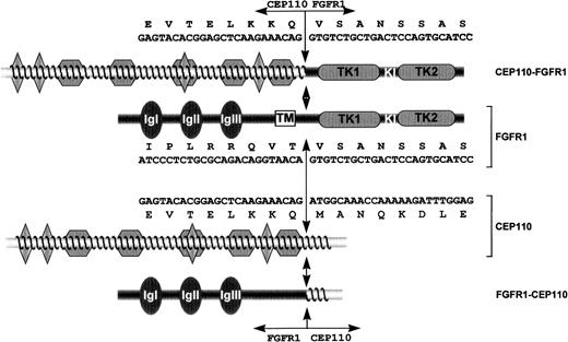 Fig. 1. Schematic representation of FGFR1, CEP110, and both CEP110-FGFR1 and FGFR1-CEP110 chimeric proteins. / FGFR1 domains are indicated as follows: IgI, IgII, IgIII, the 3 immunoglobulin-like domains; TM, the transmembrane domain; TK1 and TK2, the tyrosine kinase 1 and 2 subdomains interrupted by a kinase insert (KI). CEP110 regions are indicated as follows: diamonds, leucine zipper motifs; waved lines, predicted coiled-coil region. Double arrows indicate the t(8;9) breakpoint. Nucleotide and amino acids sequences are indicated for CEP110-FGFR1 and both wild-type products.