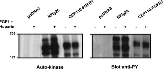 Fig. 5. Autokinase assay and phosphorylation on tyrosine of the CEP110-FGFR1 fusion protein. / NIH3T3 cells transiently transfected by either CEP110-FGFR1 cDNA (CEP110-FGFR1) or the empty vector (pcDNA3) and FGFR1 overexpressing cells (NFlg26) were cultured in the presence (+) or absence (−) of FGF1 plus heparin. Immunoprecipitates using anti-C-FGFR1 antibody were analyzed for autokinase activity (left panel) (autoradiography of 4 hours for all samples) and phosphorylation on tyrosine after Western blot with anti-phosphotyrosine antibody 4G10 (right panel). The position of molecular mass standards (in kd) is indicated.