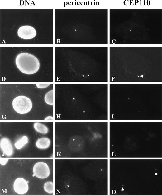 Fig. 6. Immunolocalization of CEP110 during the cell cycle. / HeLa cells were double-stained for CEP110 (C, F, I, L, O) and pericentrin (B, E, H, K, N) and counterstained for DNA with DAPI (A, D, G, J, M). In early interphase, CEP110 is seen as a small focus at the centrosome (C). In later interphase cells, when duplicated centrosomes begin to separate CEP110 reactivity, is only found at 1 centrosome (F, arrowhead). In late interphase–early prophase cells CEP110 reactivity can be found on both centrosomes (I). Pericentrin reactivity is prominent at the spindle poles during metaphase (K), but CEP110 reactivity is barely detectable (L). At telophase, CEP110 reactivity is detected as small foci at the centrosome in the daughter cells (O, arrowheads). Bar = 10 μm.