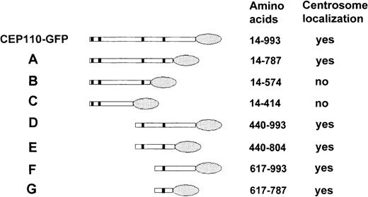 Fig. 7. Schematic diagram of GFP-tagged CEP110 constructs. / Various regions of CEP110 were tagged with GFP at their C-terminus, transfected, and examined for their ability to target the centrosome. Colocalization of GFP with pericentrin staining was scored asyes, whereas no colocalization was scored as no. The amino acid positions of CEP110 in each construct are shown. Shaded ovals indicate the GFP portion of the fusion protein.