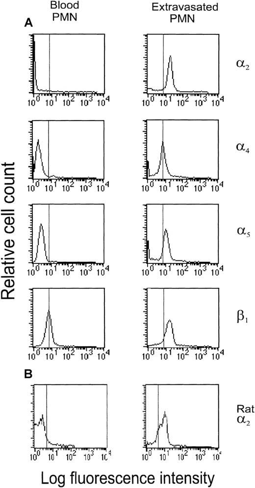 Fig. 1. FACS analysis of integrin molecule expression on human (A) and rat (B) PMN. / Left panel shows staining of PMN isolated from peripheral whole blood. Right panel shows staining of extravasated human PMN accumulated in skin blister chambers in response to stimulation with autologous serum and rat PMN accumulated in the peritoneal cavity in response to PAF stimulation (10−7 mol/L). Vertical line indicates the 99th percentile of fluorescence events for cells stained with irrelevant, species-matched IgG. Histograms are representative tracings of 4 to 6 analyses for each antibody.