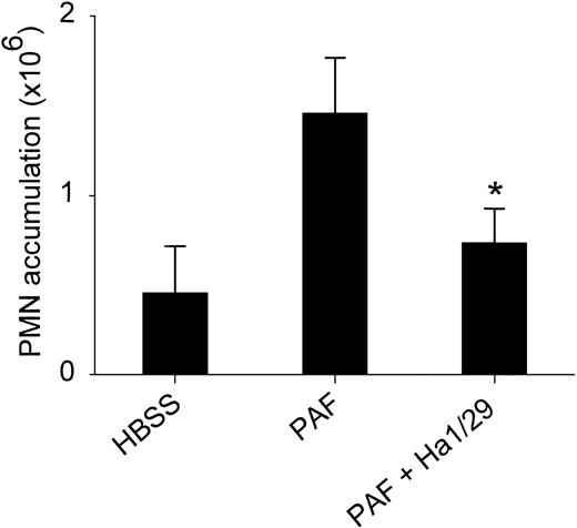 Fig. 5. Effect of anti-2 mAb (Ha1/29) on PMN recruitment in mouse subcutaneous air pouch. / PMN accumulation was assessed by counting leukocytes in the lavage fluid after 4 hours of stimulation with HBSS, PAF (10−7 mol/L together with isotype-matched control antibody), or PAF together with mAb Ha1/29 (50 μg/mL). Values are means ± SD of 7 separate experiments in each group. * indicates significant difference versus PAF (P < 0.01).